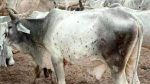 Photo of लम्पी वायरस : गोवंशों को लावारिस छोड़ा तो जुर्माने के साथ होगी कार्रवाई..