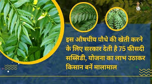 Photo of हर साल 4000 मेडिसिन प्लांट्स का हो रहा है निर्यात: सरकार….