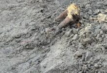 Photo of श्रीलंका में चेम्मानी सामूहिक कब्रगाह से बच्ची के अवशेष मिले…