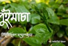 Photo of बांग्ला कहानी: पोई का मचान…
