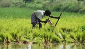 Photo of खरीफ फसलों की बुवाई का कुल क्षेत्रफल 708 लाख हेक्टेयर के पार…