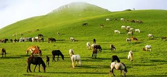 Photo of बेदनी बुग्यालः हर मौसम में दिखेगा नया रंग और नया नजारा…