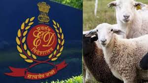 Photo of हैदराबाद में भेड़ वितरण घोटाले को लेकर ईडी की बड़ी कार्रवाई, 8 ठिकानों पर छापेमारी…