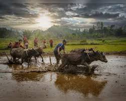 Photo of किसानों को 25 करोड़ से ज्यादा सॉइल हेल्थ कार्ड बांटे गए, योजना के लिए 1,706 करोड़ रुपए जारी….