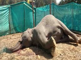 Photo of बलरामपुर : रामानुजगंज रेंज में नर हाथी की मौत..