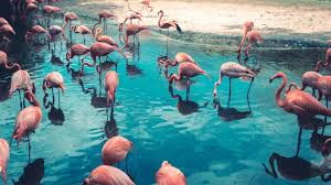 Photo of गुजरात का नल सरोवर है सैलानी परिंदों की जन्नत…