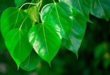 Photo of कई रोगों से छुटकारा दिलवाने में लाभदायक है पीपल के पत्ते…