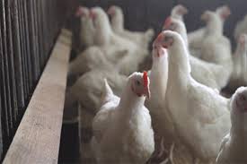 Photo of जापान ने क्योटो में ‘बर्ड फ्लू’ संक्रमण की पुष्टि की