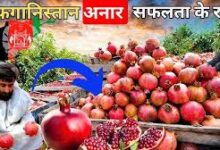 Photo of अफगान कृषि निर्यात में बड़ी उपलब्धि: पहली बार कतर पहुंचे कंधार के प्रसिद्ध अनार