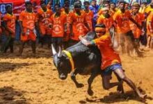 Photo of पोंगल उत्सव के हिस्से के तौर पर तमिलनाडु में तीन दिवसीय जल्लीकट्टू उत्सव शुरू