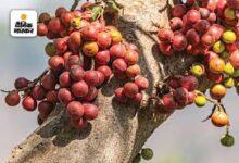 Photo of अनेक विकारों को दूर करता है गूलर..