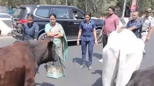 Photo of गायों को देख सीएम रेखा गुप्ता ने रोका काफिला, कार चालक के पास पहुंची और की भावुक अपील..