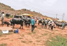 Photo of गोंडा और काशी में तीज की धूम, भक्तिमय हुआ माहौल…