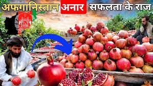 Photo of अफगान कृषि निर्यात में बड़ी उपलब्धि: पहली बार कतर पहुंचे कंधार के प्रसिद्ध अनार