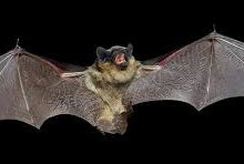 Photo of ड्रोन तकनीक को नई दिशा देगा चमगादड के उडान का तरीका