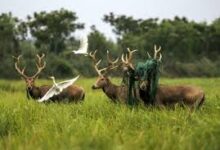 Photo of वन्यजीव संरक्षण के लिए चीन ने तैयार की नई आद्रभूमि संरक्षण व्यवस्था